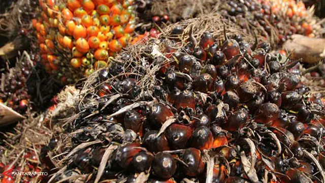 Serikat Petani Kelapa Sawit (SPKS) dan Nissin Foods Holdings-Japan telah menjalin kerjasama sejak 2018 untuk melakukan gap analisis petani kecil dalam rantai pasok minyak sawit berkelanjutan di Indonesia.